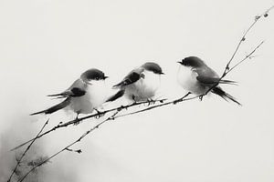Drei kleine Vögel