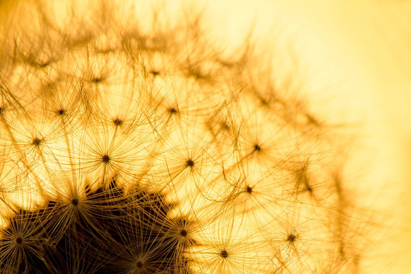 Close-up van een uitgebloeide paardenbloem par Ilja Kalle