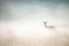 Deer Dream by Andrew George