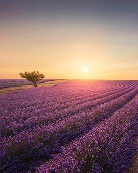 Blühendes Lavendelfeld und ein Baum bei Sonnenuntergang in Valensole
