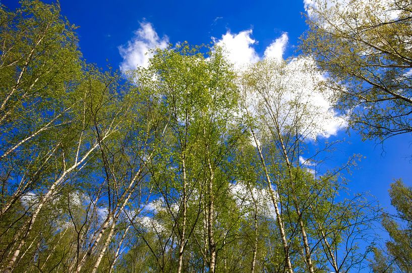 Birch Forest by Thomas Jäger