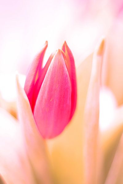 Tulpe von Markus Wegner