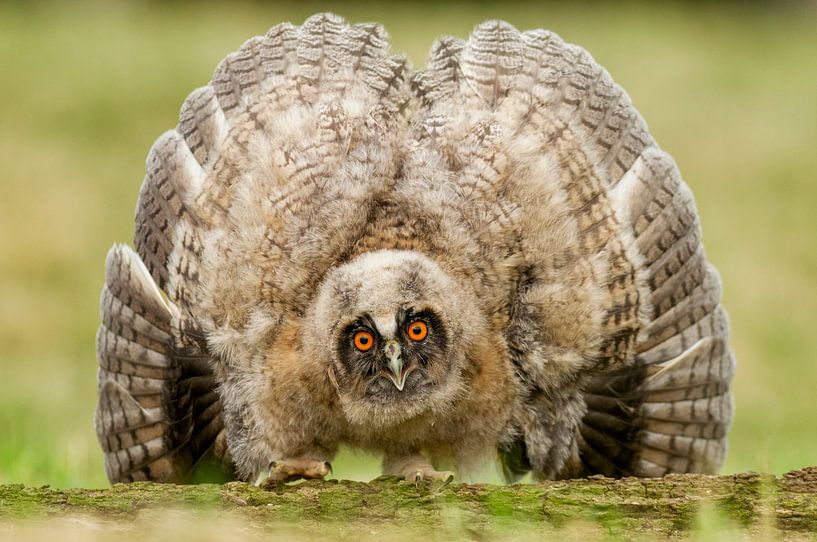 Junge Waldohreule mit ausgestopften Federn von AGAMI Photo Agency