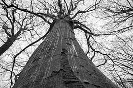 arbre triste sous la pluie sur scott van maurik