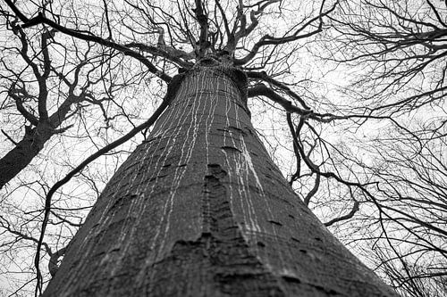 treurige boom in de regen