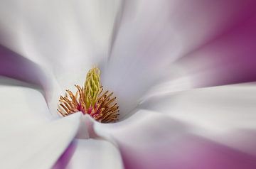 Magnolia sur Violetta Honkisz