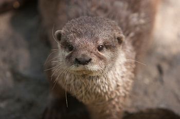 Portret otter