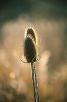 De gouden pareltjes uit de natuur