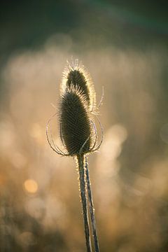 De gouden pareltjes uit de natuur by Petra Brouwer