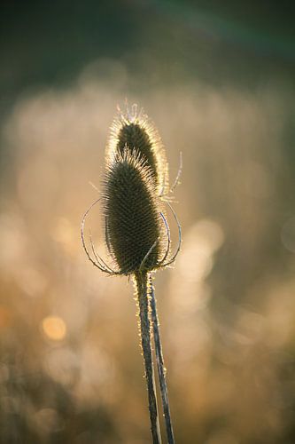 De gouden pareltjes uit de natuur