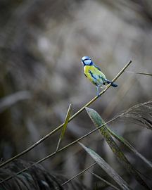 Blaumeise von Tom Zwerver