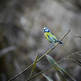 Blaumeise von Tom Zwerver