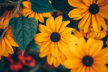 Gele bloemen en een groen blad | Close-up van Madinja Groenenberg