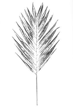 Monoprint Mexican dwarf palm by Jasmin Hilhorst