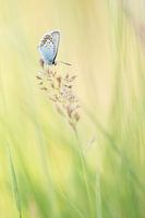 The peace of a butterfly