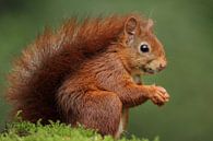 Eichhörnchen Nahaufnahme von Menno Schaefer Miniaturansicht