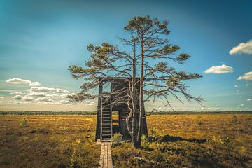Horsnäsamossen, Nature Reserve [II] by rosstek ®