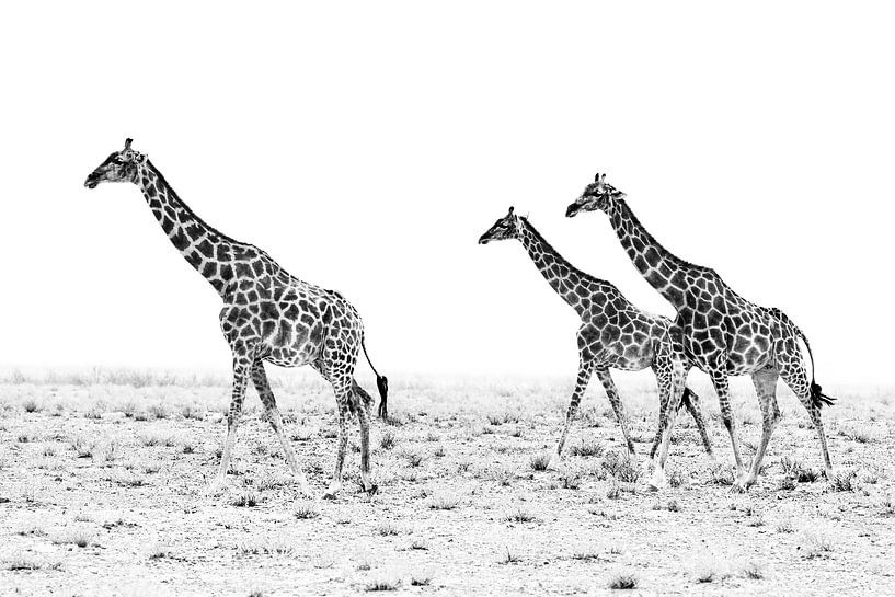 Giraffenwanderung par Britta Kärcher