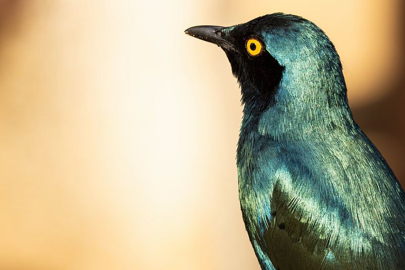 blue eared starling portrait II par Meleah Fotografie