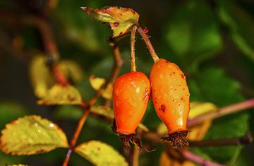 Oranje rozenbottels in de tuin
