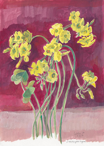 Levendig gele oxalis