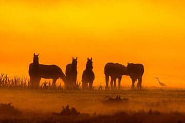 Paarden in de mist tijdens zonsopkomst van Alex van den Akker