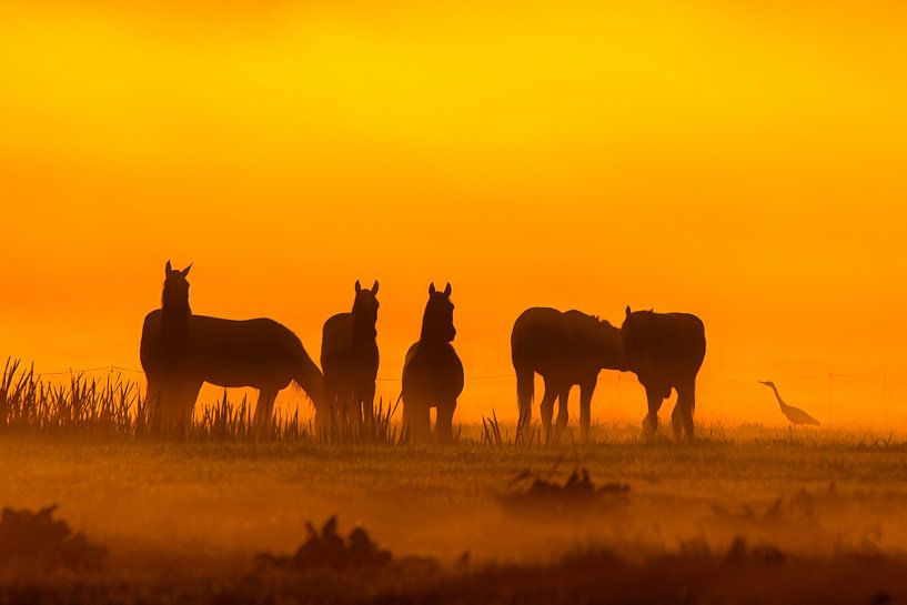 Horses in the fog during sunrise by Alex van den Akker