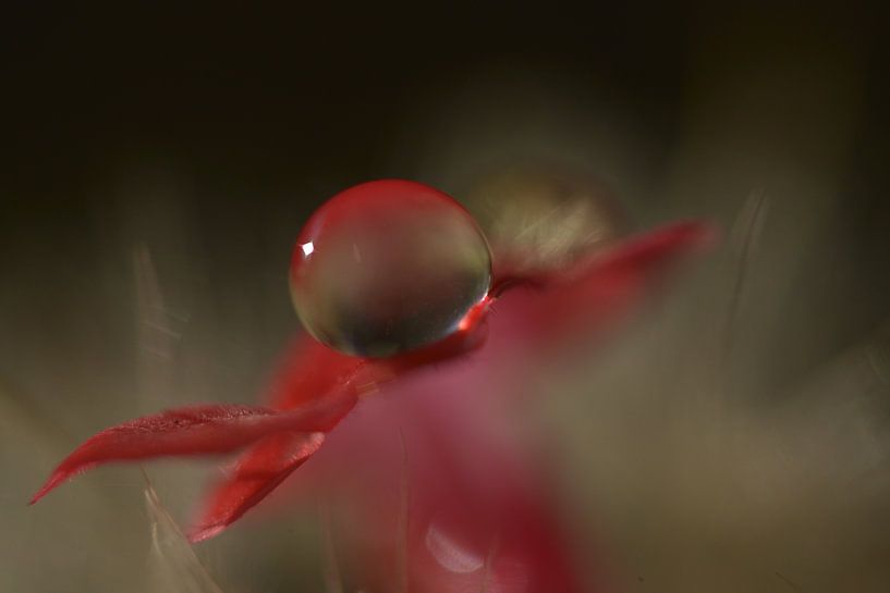 drop of water by didier galibert