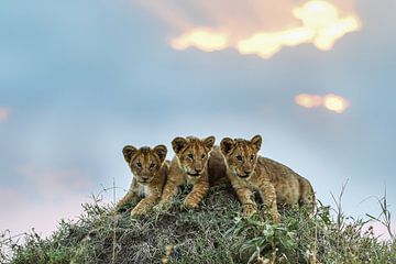 3 Löwenbabies