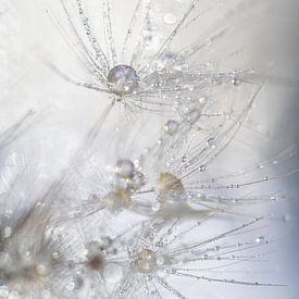 Water droplets on Fluff of a Dandelion by Nanda Bussers
