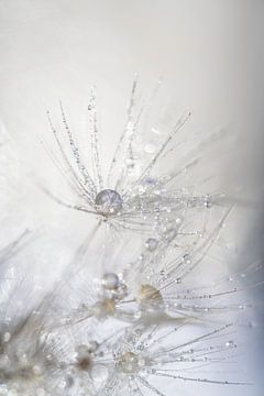 Water droplets on Fluff of a Dandelion by Nanda Bussers