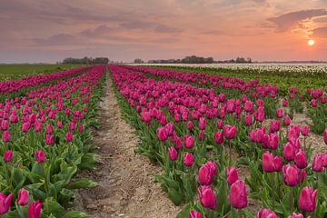 Zonsondergang bij Zijldijk by Ron Buist