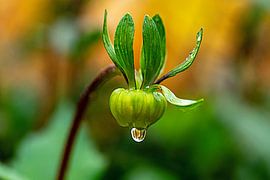 Water droplets on a flower | Macro photography by Flatfield