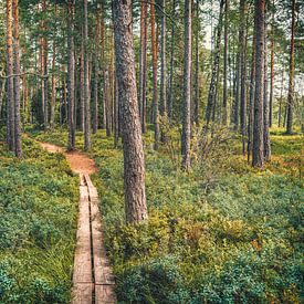 Store Mosse Nationalpark [VI] von rosstek ®