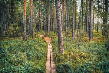 Parc national de Store Mosse [VI] sur rosstek ®