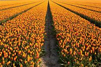 Linien der Erde: Der Pfad der Tulpen