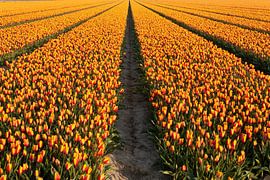 Linien der Erde: Der Pfad der Tulpen von Karin van Es