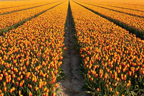 Lijnenspel van de Aarde: Het Pad van de Tulpen