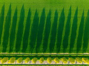 Trees casting long shadows over field during a springtime sunset