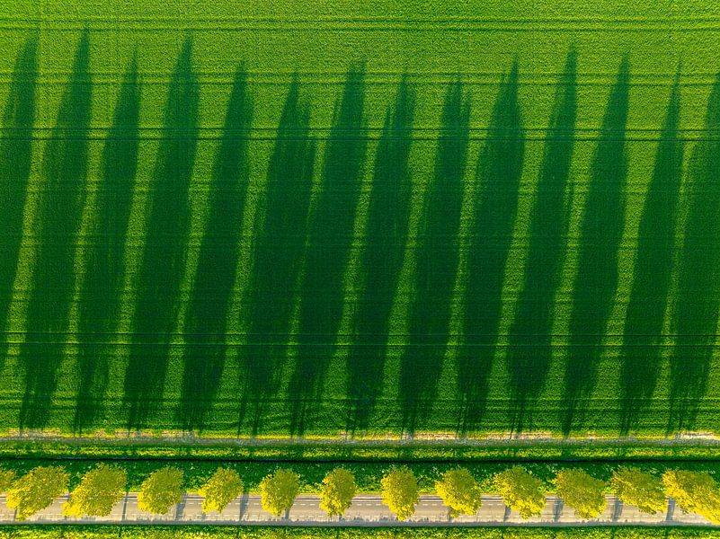 Arbres projetant de longues ombres sur un champ lors d'un coucher de soleil printanier par Sjoerd van der Wal Photographie
