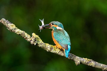 IJsvogel met visje van Harro Jansen