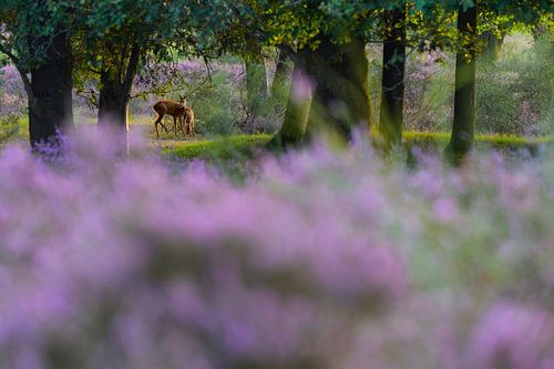 Als een sprookje Reegeit met kalf