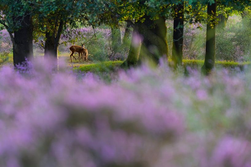 Like a fairytale Goat with calf by Remco Van Daalen