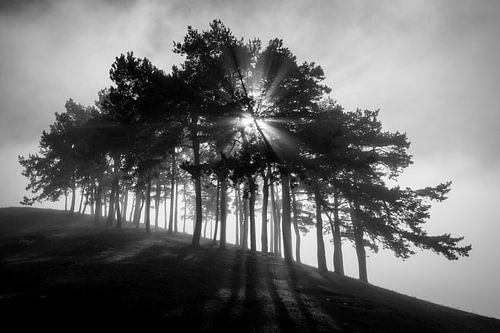 Bos in de mist - Schwäbische Alb, Weilheim an der Teck, Hohenbohl