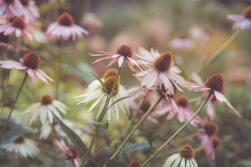 fleurs partie 198 par Tania Perneel