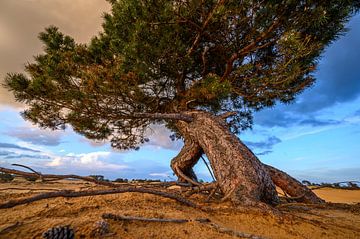 The dynamic flying pine on the Aekerzand