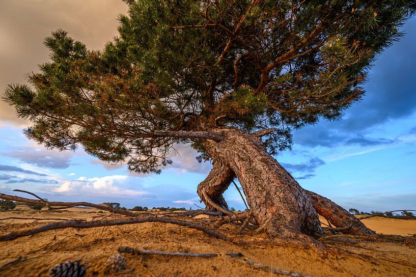 De dynamische vliegden op het Aekerzand van Gerry van Roosmalen