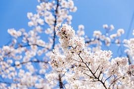 Kersenbloesem by Schram Fotografie