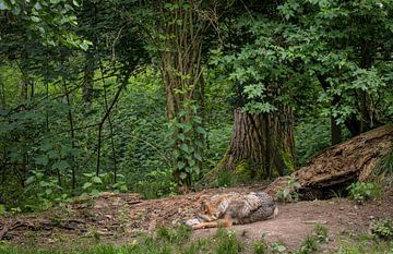 Slapende Europese Wolf in het bos op de Veluwe van Wildlife Designs