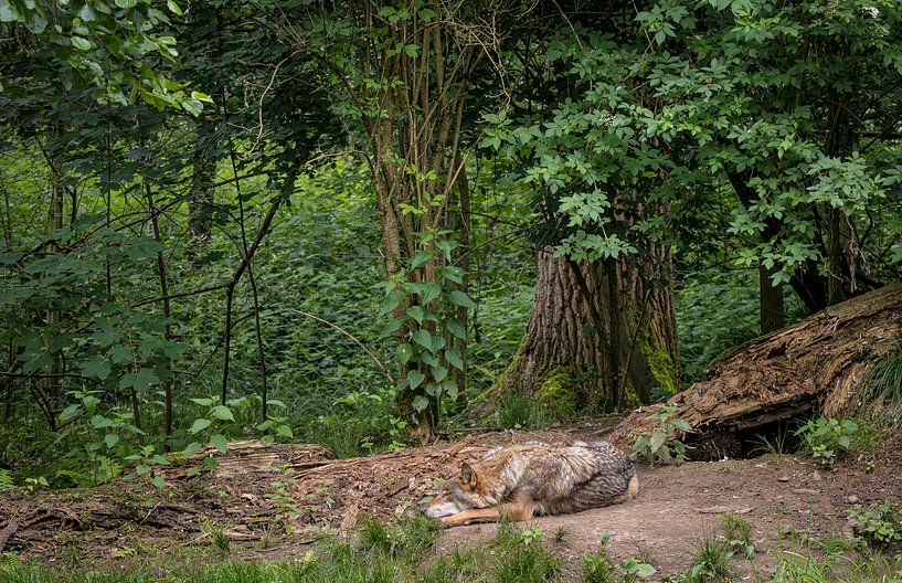 Le loup européen endormi dans la forêt de Veluwe par Wildlife Designs
